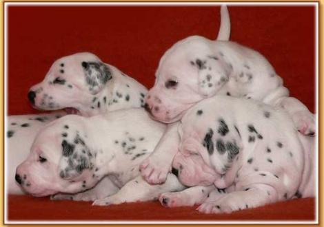 Nabuka, Nepal, Naima & Nirvana vom Teutoburger Wald