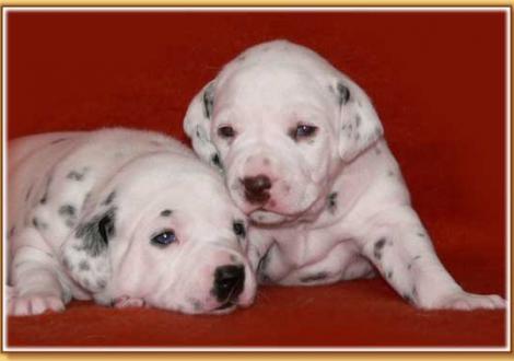 Nekoma & Nepal vom Teutoburger Wald