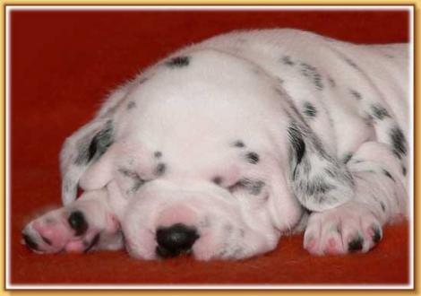 Nabuka vom Teutoburger Wald