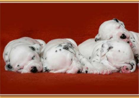 Nekoma, Naima, Nepal & Nirvana vom Teutoburger Wald