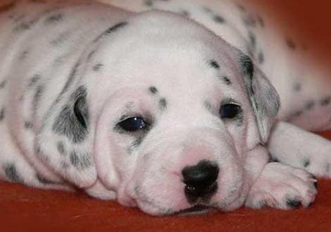 Nabuka vom Teutoburger Wald