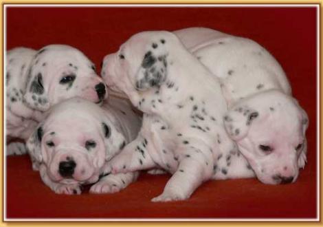 Nabuka, Nekoma, Naima & Nepal vom Teutoburger Wald