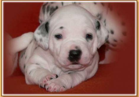 Nekoma vom Teutoburger Wald