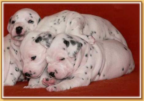 Nabuka, Naima & Nirvana vom Teutoburger Wald