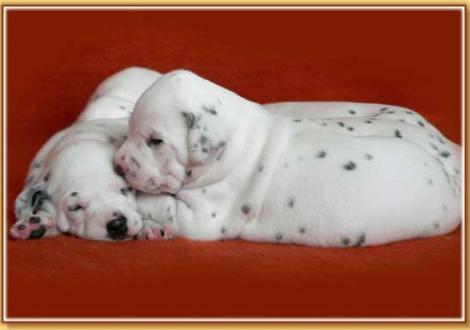 Nekoma & Nepal vom Teutoburger Wald