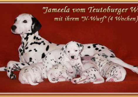 Jameela vom Teutoburger Wald mit ihrem N-Wurf