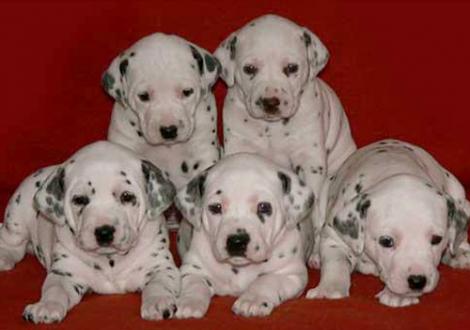 Wir alle! (Nirvana, Nepal, Nabuka, Nekoma & Naima vom Teutoburger Wald)