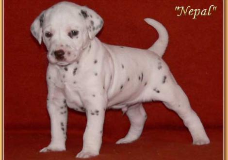 Nun wollen wir uns mal richtig vorstellen: Nepal vom Teutoburger Wald