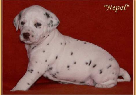 Nepal vom Teutoburger Wald