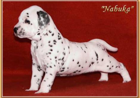 Nabuka vom Teutoburger Wald