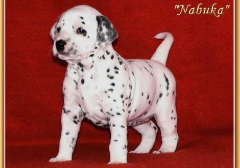 Nabuka vom Teutoburger Wald