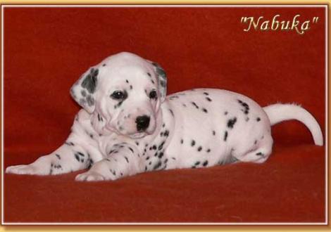 Nabuka vom Teutoburger Wald