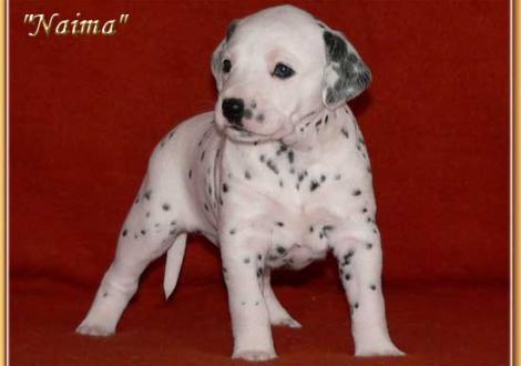 Naima vom Teutoburger Wald