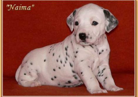 Naima vom Teutoburger Wald