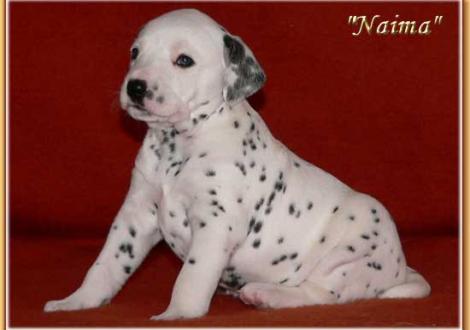 Naima vom Teutoburger Wald