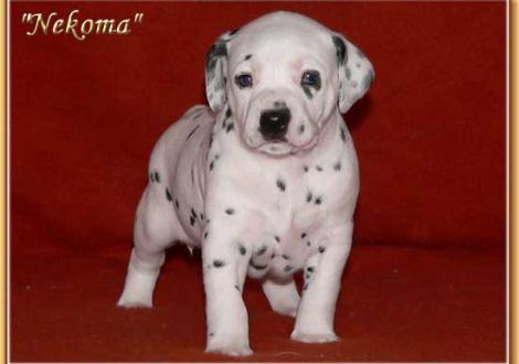 Nekoma vom Teutoburger Wald