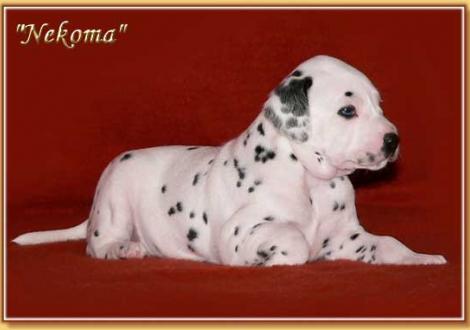 Nekoma vom Teutoburger Wald