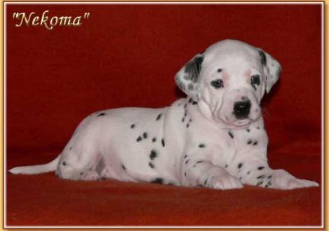 Nekoma vom Teutoburger Wald