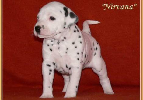 Nirvana vom Teutoburger Wald