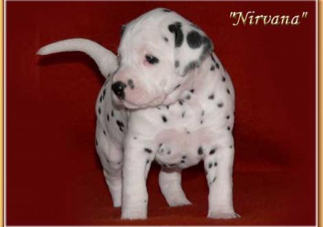 Nirvana vom Teutoburger Wald