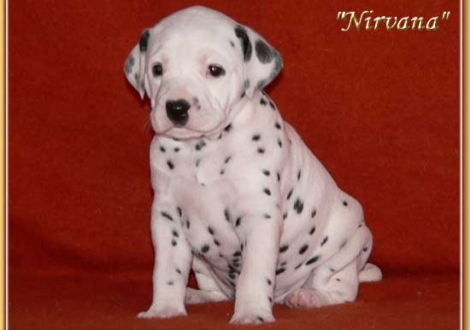 Nirvana vom Teutoburger Wald