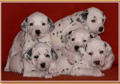 ...und nun nochmal kuschelig zusammen! (Naima, Nekoma, Nabuka, Nirvana & Nepal vom Teutoburger Wald)