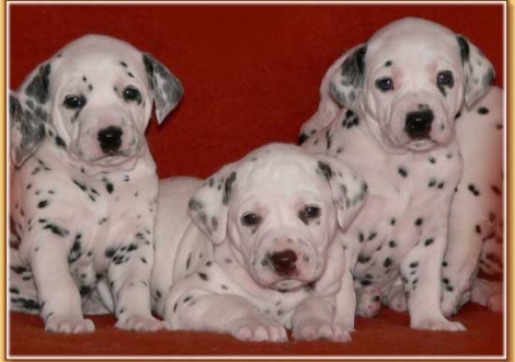 Nabuka, Nepal & Nekomal vom Teutoburger Wald