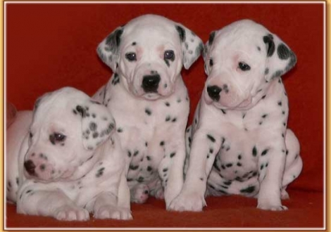 Nepal, Nekoma & Nirvanal vom Teutoburger Wald