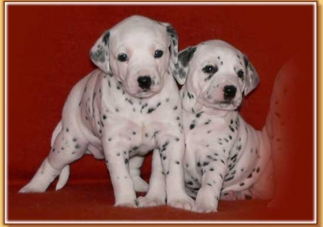 Naima & Nabukal vom Teutoburger Wald