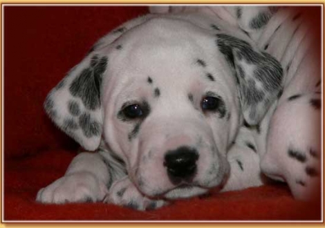 Nabukal vom Teutoburger Wald