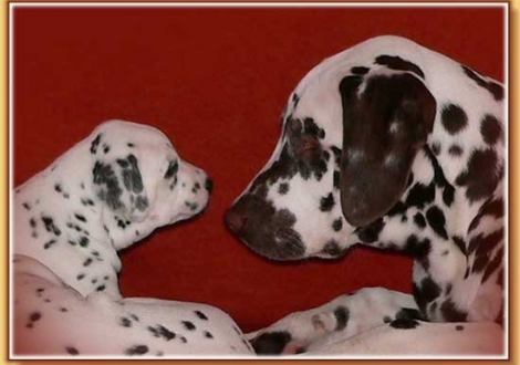 Halbbruder Christi ORMOND Coppola flirtet mit Nabukal vom Teutoburger Wald!