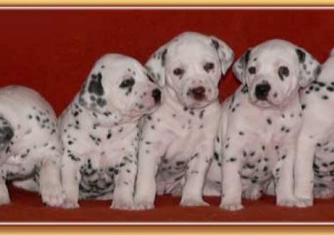 ...wie die Orgelpfeifen! (Naima, Nabuka, Nepal, Nekoma & Nirvanal vom Teutoburger Wald)