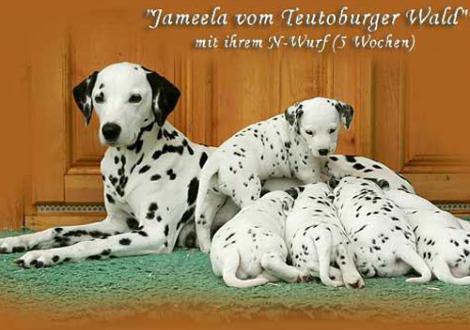 Jameela vom Teutoburger Wald mit ihrem N-Wurf