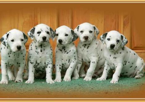 Nirvana, Nabuka, Naima, Nepal & Nekoma vom Teutoburger Wald