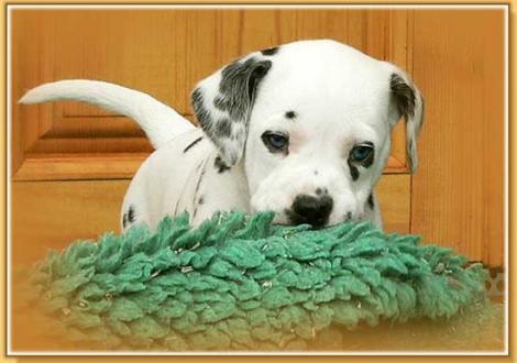 Nekoma vom Teutoburger Wald