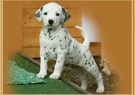 Naima vom Teutoburger Wald