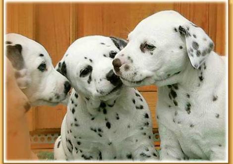 Nekoma, Nabuka & Nepal vom Teutoburger Wald