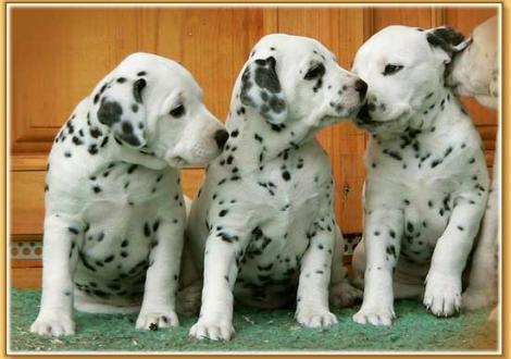 Nirvana, Nabuka & Naima vom Teutoburger Wald