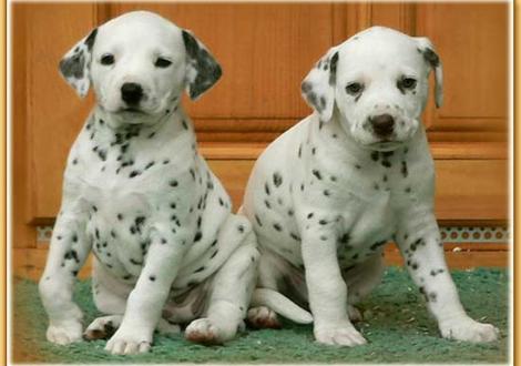 Naima & Nepal vom Teutoburger Wald