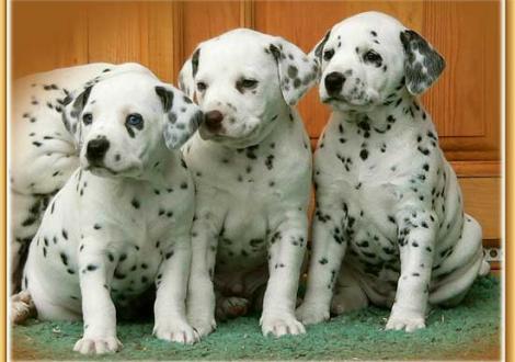 Nekoma, Nepal & Nabuka vom Teutoburger Wald