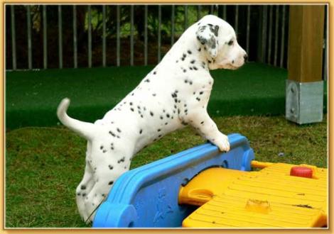 Naima vom Teutoburger Wald