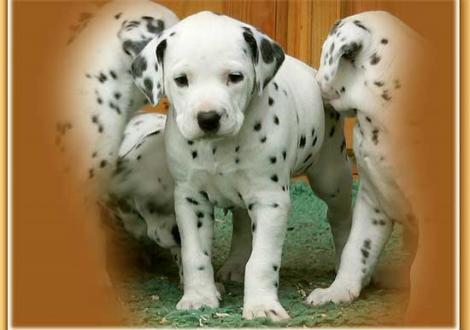 Nirvana vom Teutoburger Wald