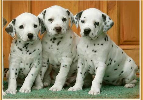 Naima, Nepal & Nekoma vom Teutoburger Wald