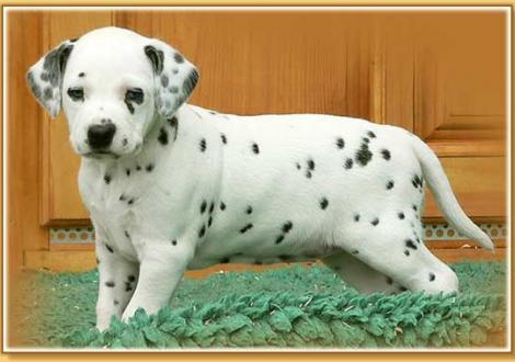 Nekoma vom Teutoburger Wald