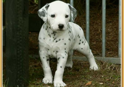 Naima vom Teutoburger Wald