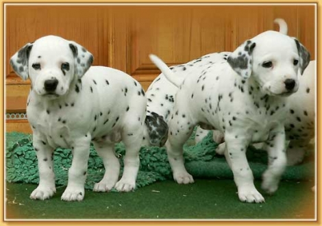 Nekoma & Naima vom Teutoburger Wald