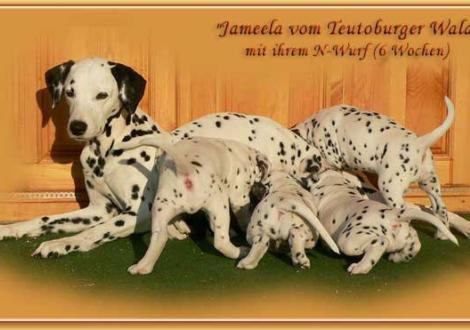 Jameela vom Teutoburger Wald mit ihrem N-Wurf