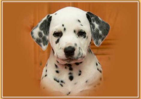 Nabuka vom Teutoburger Wald