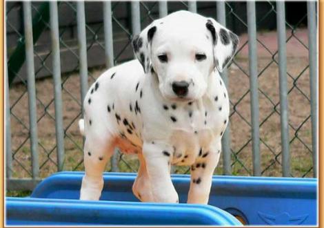 Nirvana vom Teutoburger Wald