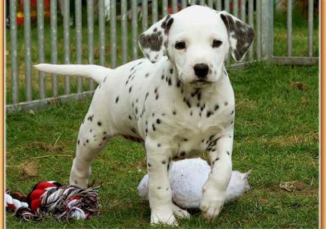 Naima vom Teutoburger Wald